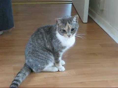 Cute Cats Youtube on Drunk Kitty   Cute Kittens   The Daily Cute