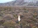 English setter hunting ptarmigan rype goose grouse
