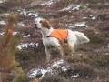 English setter hunting ptarmigan rype goose grouse