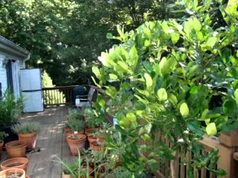 how to fertilize kaffir lime tree