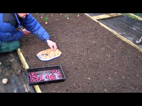 how to plant a red onion