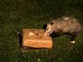 Awesome 'Possum 1! [Backyard Bag Feeder Project]