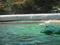 Crocodile  attack part 1