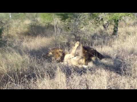 male lions