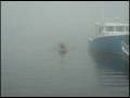 Newfie emerging from the fog