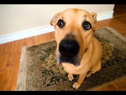 how to remove dog urine smell from a carpet