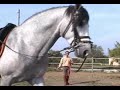 yeguada fuentes elevage pure race espagnole