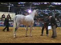 yeguada fuentes elevage pure race espagnole yeguada fuentes elevage pure race espagnole