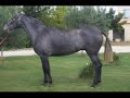 yeguada fuentes elevage pure race espagnole