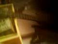 videos de Hal
