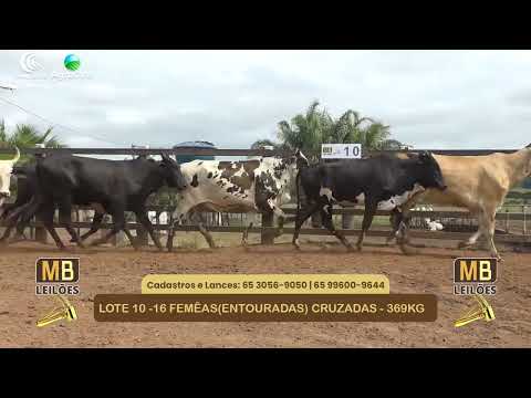 551� LEIL�O VIRTUAL MB LEIL�ES