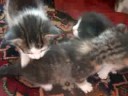 Teh Kittehs
