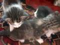 Teh Kittehs