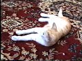 Cat Says Yes & No