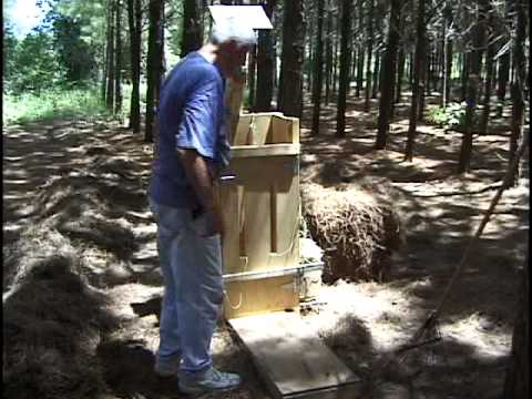 how to collect pine needles