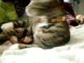shakira-kitty.html