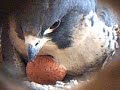 Incubacion Halcon Peregrino