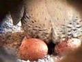 Cetreria Falconry Captive breeding Peregrine Falcon