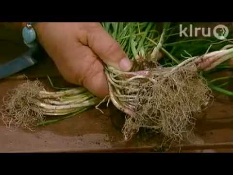 how to grow garlic in austin tx
