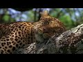 SERENGETI part 1 of 5 (2004)