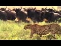 Serengeti Part 1 Of 5 [2004]