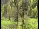 Sutjeska national park - Oldgrowth Forest near Foca, Bosnia