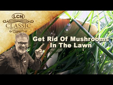 how to kill yard fungus