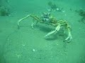 Click here to watch this video Postcard from Australia No.4: Grumpy Spider Crab at Portsea Pier!