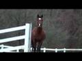 Horse Play
