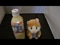 ものまねハムスター