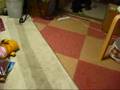 家の中でフリスビー犬