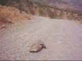 videos de hardcore turtle sex