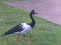 feeding magpie geese feeding magpie geese