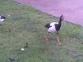 feeding magpie geese