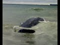Excitment as dead whale washes ashore (Darsait)