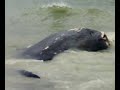 Excitment as dead whale washes ashore (Darsait)