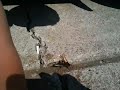 Ground wasp 3 aka cicada killer