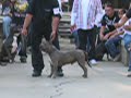 Dog Pound Bully show