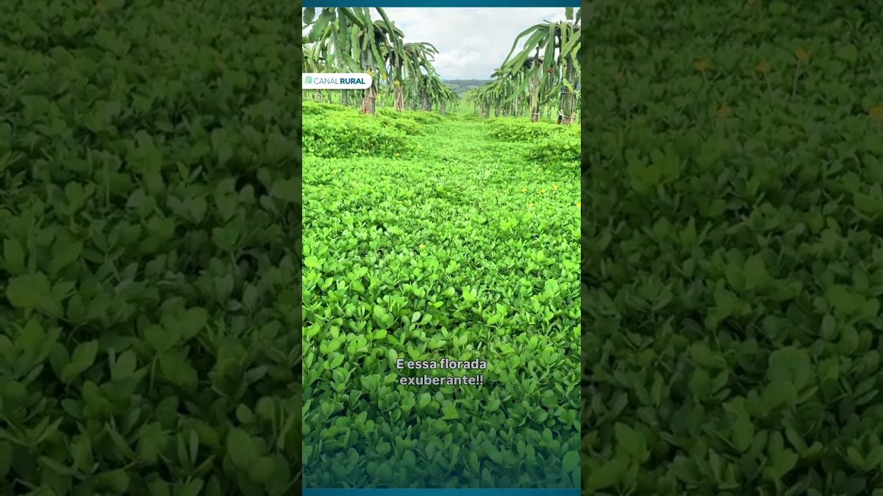 Tapete verde que protege a plantação