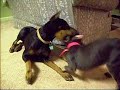 Fawn and Blue Doberman Pinschers Fawn and Blue Doberman Pinschers