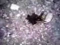 Tarantula Wars