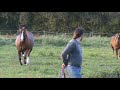 pouliche quarter horse de 6 mois et juments gestantes