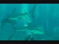 Ooid Banks Part 1a: Realm of the Sharks