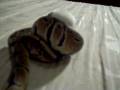 videos de feeding vid : 3 part 1