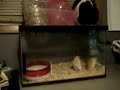 Brave mice take on a cat
