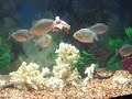 Piranha Pygocentrus NATTERERI
