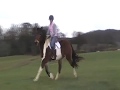 Sorcha - 2003 16.1HH+ Tricolored Tobiano Reg. Premium Spotted Draft mare for sale