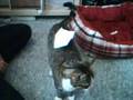 Re: How To Annoy Your Cat... The Nice Way!