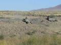 videos de 2nd Platoon Bangor MCSFBn Yakima Training