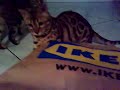 Monster-Bengal
